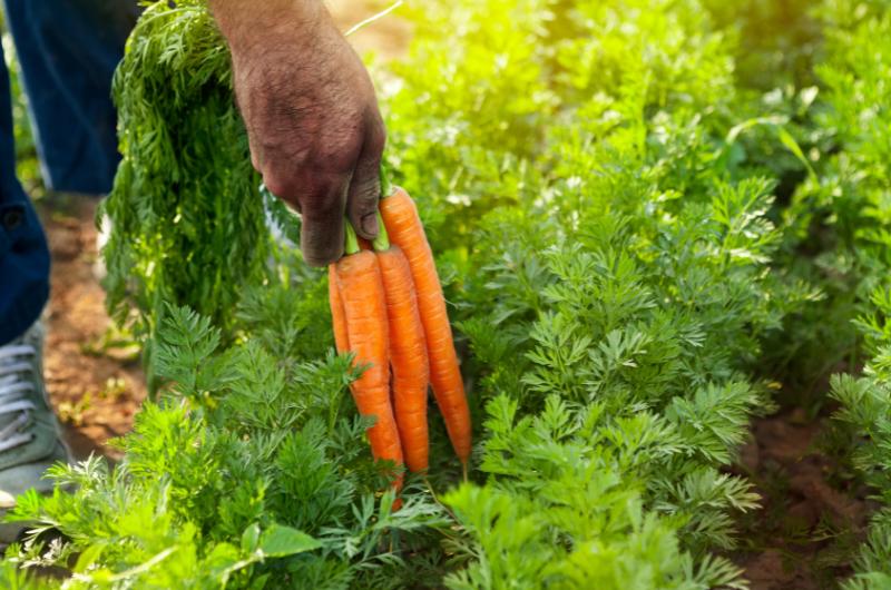 Chcete si uskladnit domácí mrkev? Tak je pravá doba na výsev