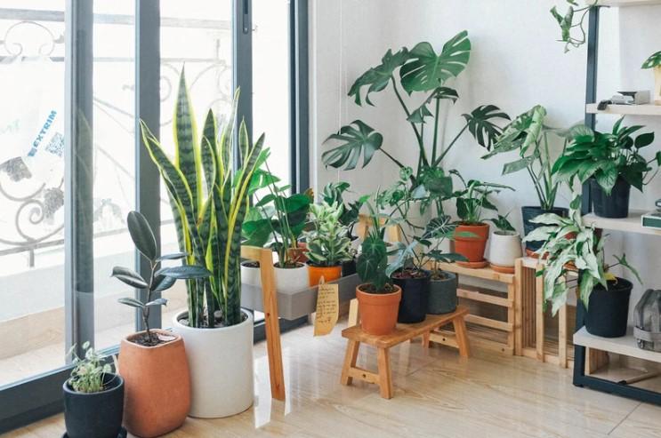 Na jaká místa v bytě rozhodně nedávat rostliny? Díky tomu zamezíte plísním nebo vadnutím