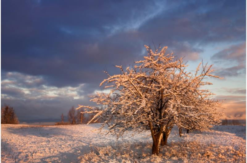 Víte, že zimní slunce může škodit ovocným stromům? Jak je tedy ochránit? 