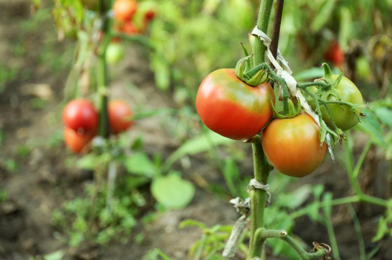 Jak vypěstovat silná a zdravá rajčata z vlastních semínek
