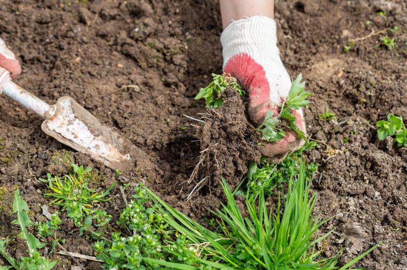 Zastavte plevel předtím, než začne dělat neplechu na vaší zahradě