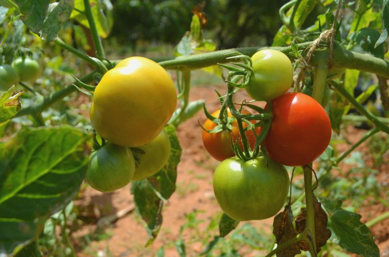10 největších chyb při pěstování sazenic rajčat, kterým byste se měli vyhnout
