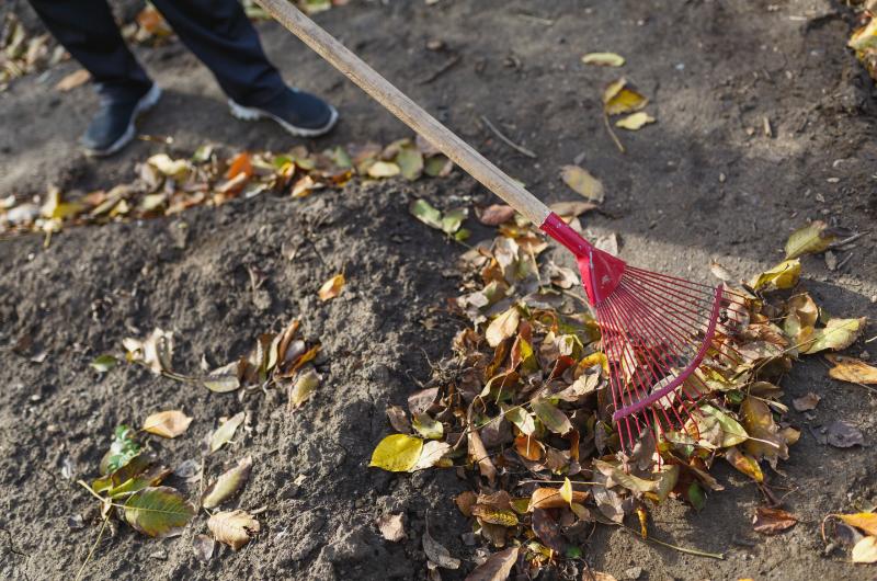 Spadané listí místo hnojiva: Trávník vám poděkuje za podzimní péči
