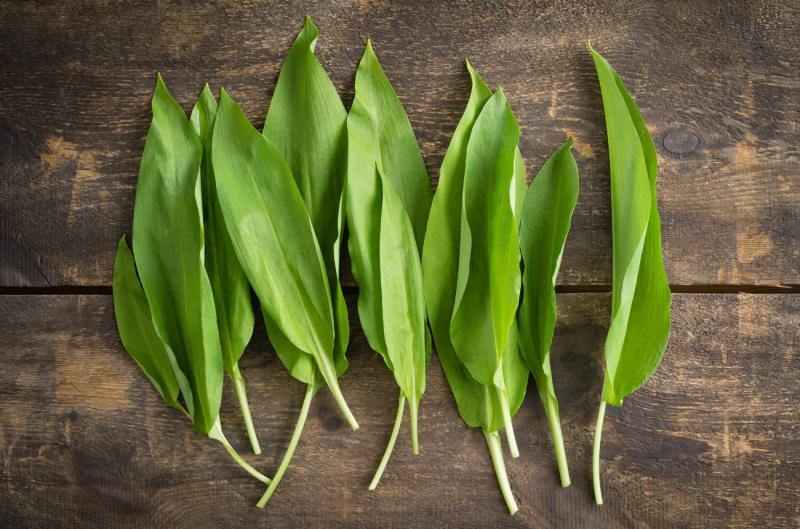 Medvědí česnek vs. běžný česnek: Jaké jsou rozdíly a co je lepší?