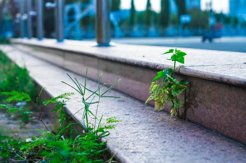 Nejlepší trik na plevel ve spárách: Rychlé, levné a funguje i bez chemie!
