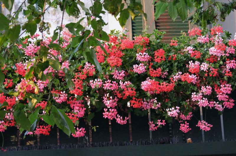 Jaký je rozdíl mezi muškátem a pelargonií?  I zahradníci se v tom občas pletou