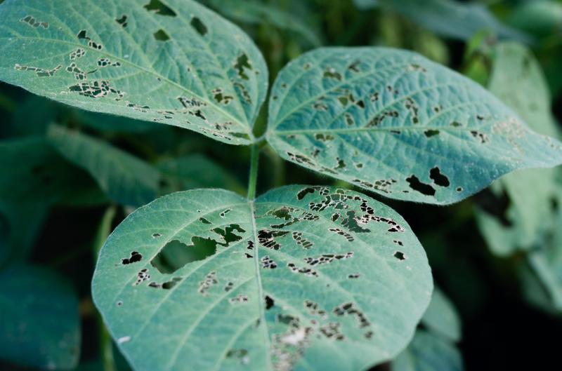 Škůdce, které musíte znát: Tihle vám zničí úrodu dřív, než si všimnete