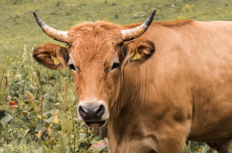 Farmářské produkty zažívají boom: Vejce za 12 Kč i prémiové maso mizí rychleji, než stačí vyrobit