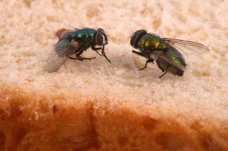 Stačí jedna větvička a mouchy zmizí! Přírodní trik, který funguje lépe než chemie