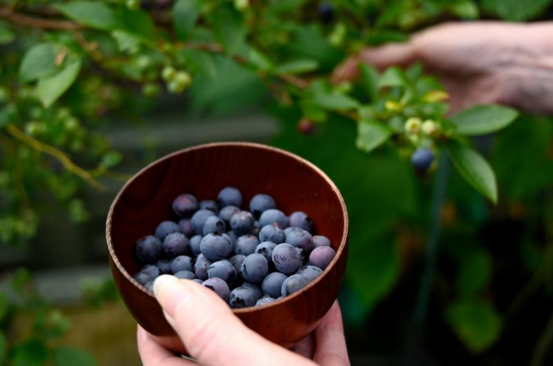 Kdy jíst borůvky, aby tělu přinesly největší užitek? Odpověď překvapí i milovníky smoothies