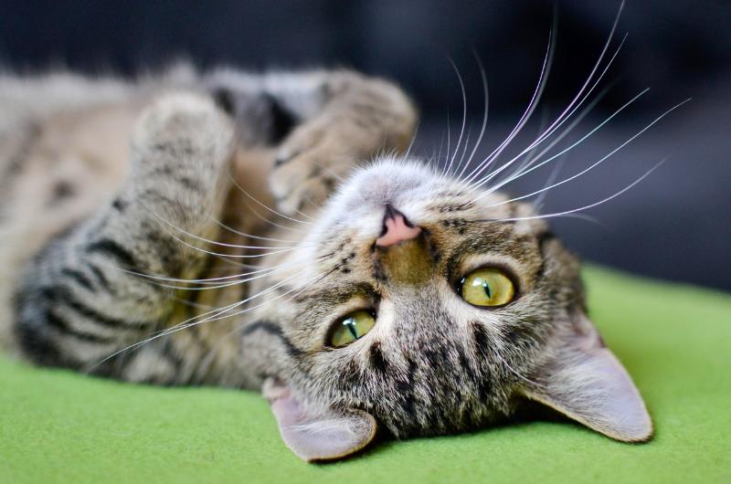 Kolik je vaší kočce ve skutečnosti let? Vzorec „7 lidských“ neplatí