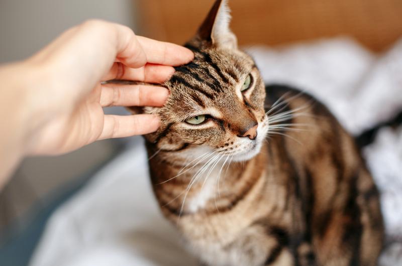 Toto dělá většina majitelů koček špatně: Odborníci varují před běžnou chybou