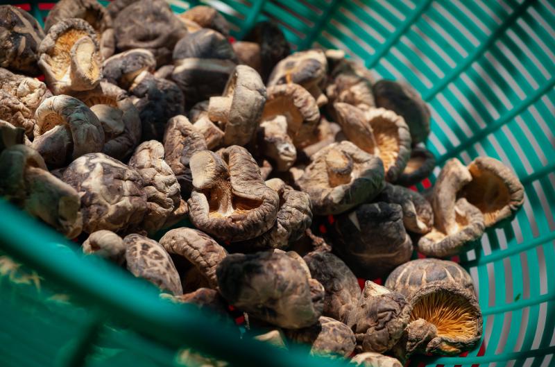 Jak sušit houby správně: 7 zásad, díky kterým se vyhnete plísním a ztrátě aroma