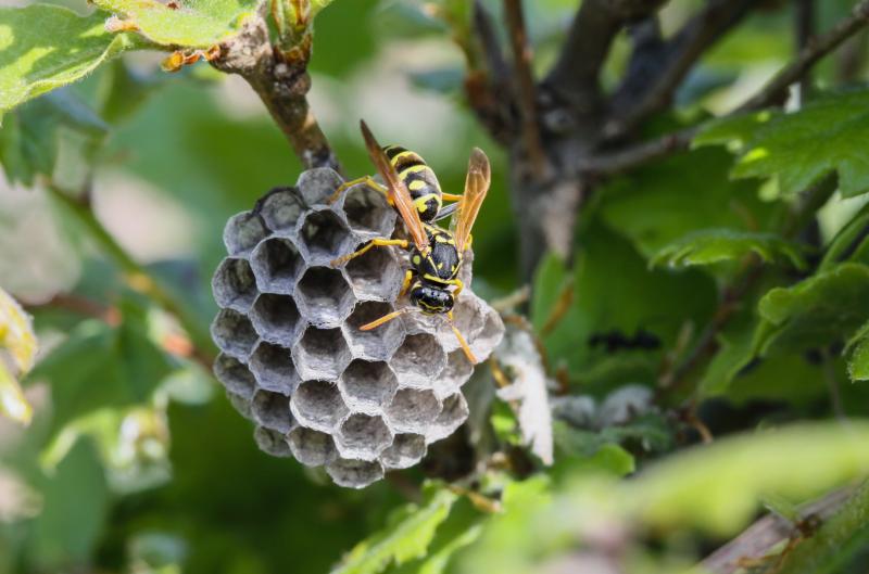 Vosí hnízdo u domu může být nebezpečné: Jak se ho zbavit bez rizika