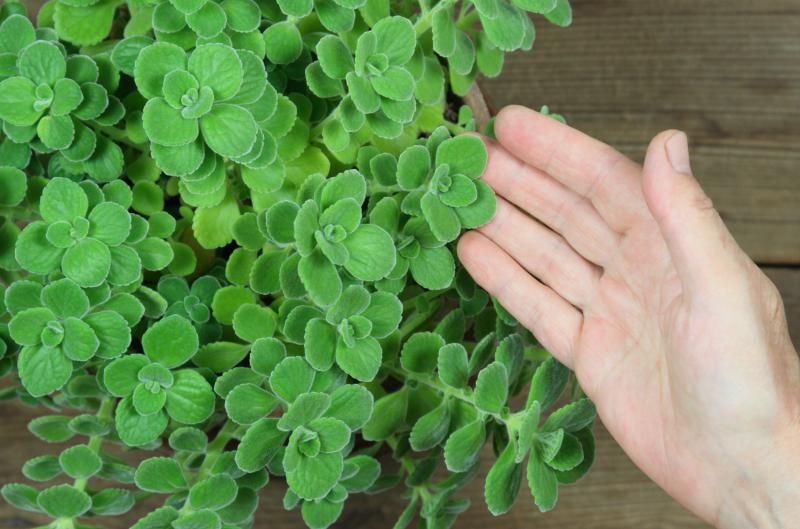 Jak pěstovat rýmovník doma, aby byl vždy po ruce na rýmu i kašel