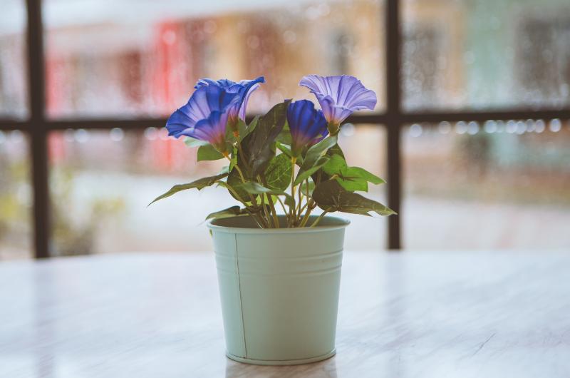 Led v květináči? Neuvěříte, co se stane, když dáte kostky ledu na hlínu k rostlinám