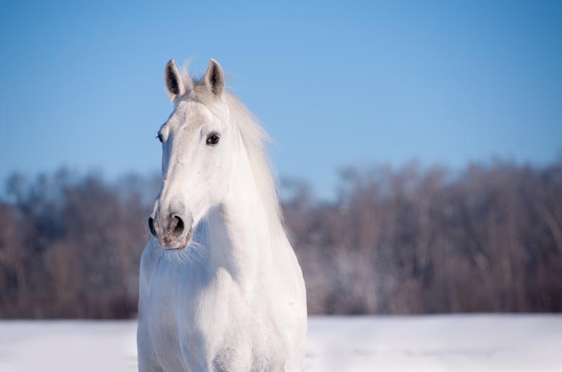 Svatý Martin: Co znamená jeho příjezd na bílém koni a proč se slaví 11. listopadu