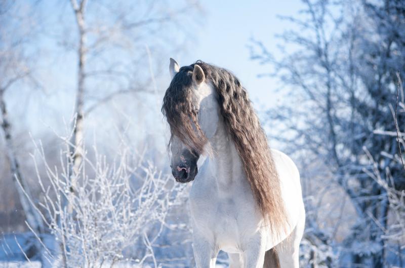 Pověry na svatého Martina: Kdy přijíždí na bílém koni a co tím lidé dříve mysleli