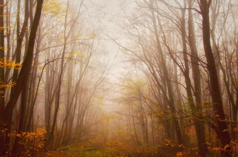 Tohle o 17. listopadu vědělo jen pár lidí: Staré české pověry, které se drží dodnes