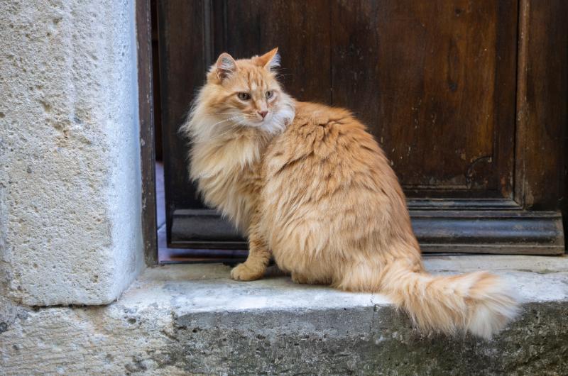 Náhoda? Kočky předvídají chování lidí s neuvěřitelnou přesností. Vědci zůstávají bez slov