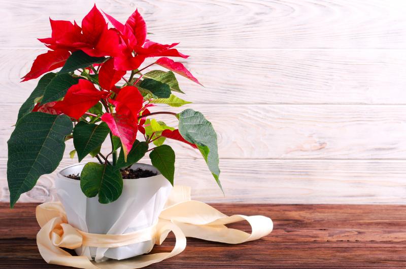 Proč vám vánoční hvězda nevydrží do Vánoc? Jedna věc ji oslabí okamžitě