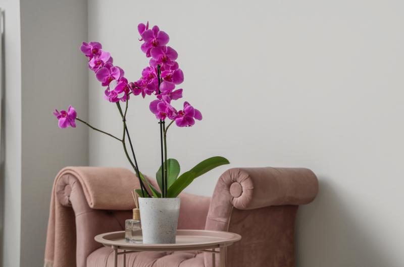 Orchi­deje doma chřadnou? Možná je dáváte na špatné místo. Tady se jim daří nejlépe