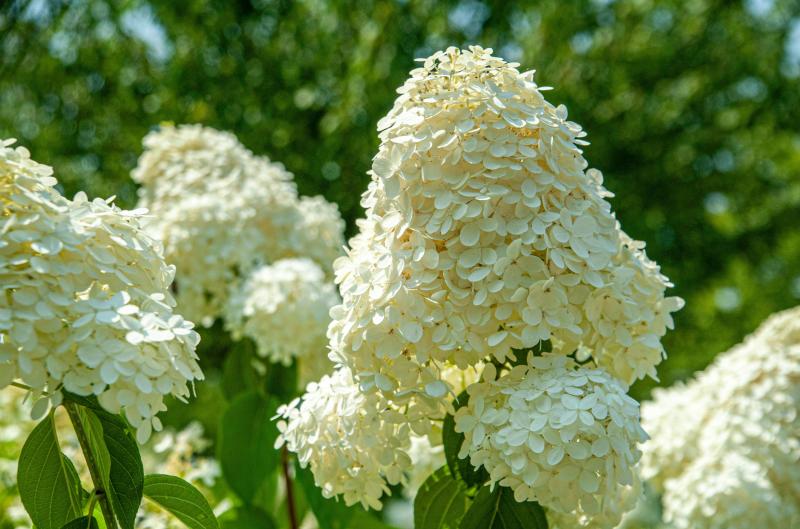 Kdy stříhat hortenzie latnaté: Jeden špatný termín a květy letos neuvidíte