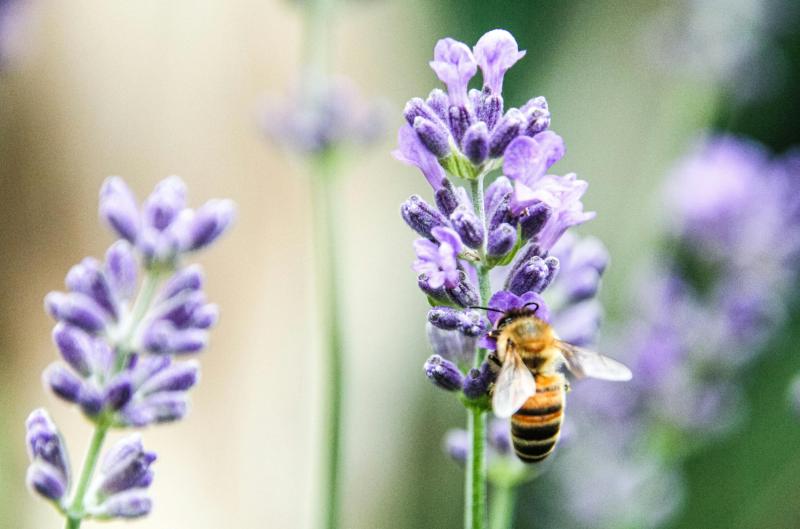 Levandule po zimě: Tento jednoduchý řez rozhodne, kolik květů letos vykvete