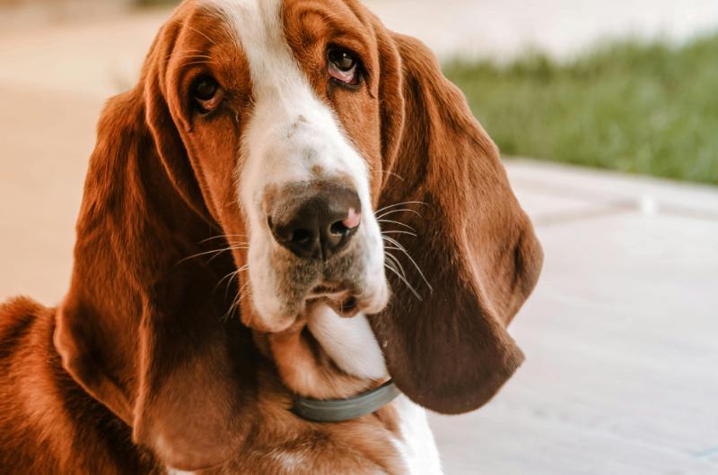 Skrytý stres u psů: běžná věc z domácnosti jim může způsobovat úzkost