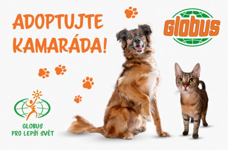 Globus představil psy a kočky k adopci. Od kotěte Bibi po desetiletého Endyho