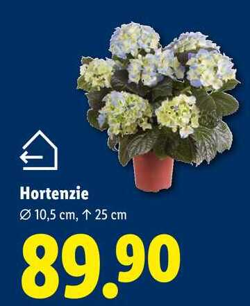 Hortenzie