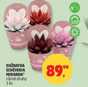 DUŽNATKA ECHEVERIA MIRANDA různé druhy, 1 ks