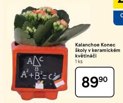 Kalanchoe Konec školy v keramickém květináči, 1 ks 