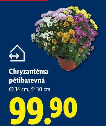 Chryzantéma pětibarevná
