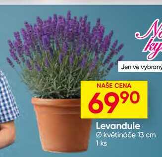 Levandule Ø květináče 13 cm 1 ks
