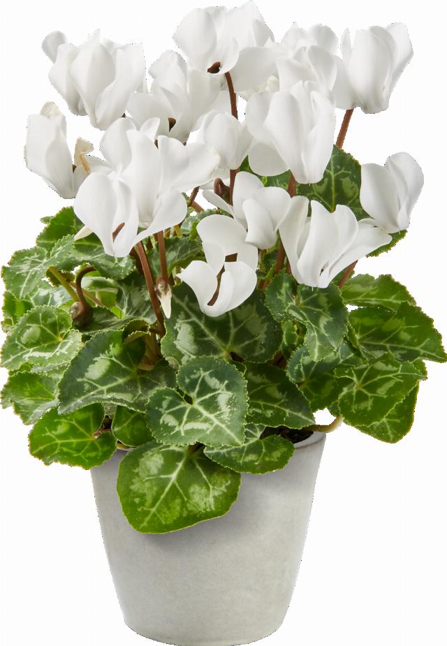 Brambořík Cyclamen persicum