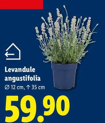 Levandule angustifolia