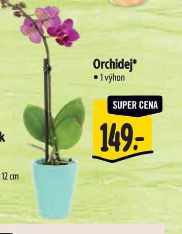 Orchidej 1 výhon