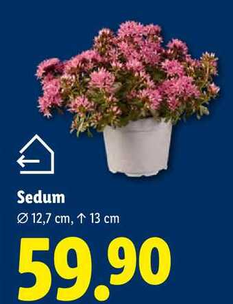Sedum