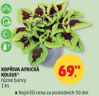 KOPŘIVA AFRICKÁ KOLEUS různé barvy 1 ks