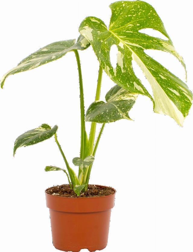 Monstera Thai Constellation
