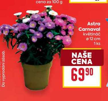 Astra Carnaval květináč 12 cm 1ks