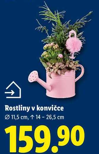 Rostliny v konvičce