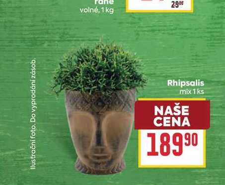 Rhipsalis mix 1 ks