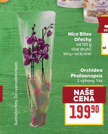 Orchidea Phalaenopsis 2 výhony, 1 ks