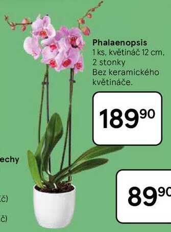 Phalaenopsis, 1 ks, květináč 12 cm. 2 stonky