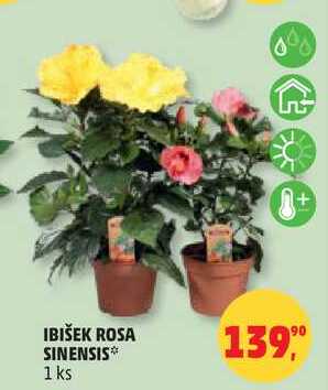 IBIŠEK ROSA SINENSIS, 1 ks