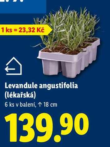 Levandule angustifolia (lékařská), 6 ks