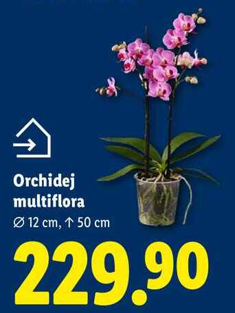 Orchidej multiflora,