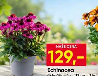 Echinacea květináče 1ks